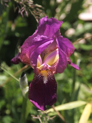 Iris 'Imperator' - Lilou [identification] Iris_f27