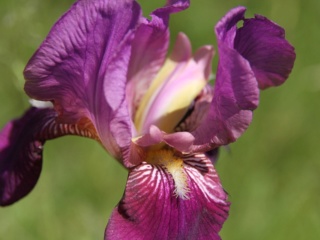 Iris 'Imperator' - Lilou [identification] Iris_f30