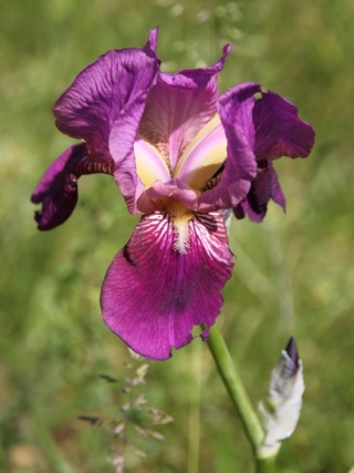 Iris 'Imperator' - Lilou [identification] Iris_f31