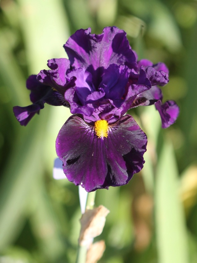 Iris 'Lady Of The Night' - Paul Black 2008 Iris_l44