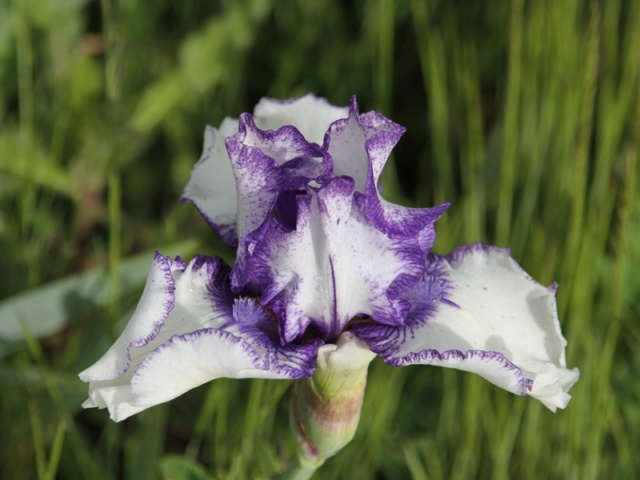 Iris 'Orinoco Flow' - Lilou [identification] Iris_p21