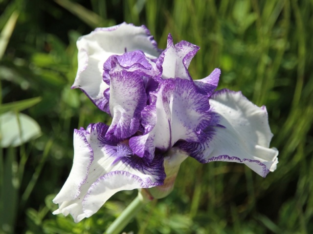 Iris 'Orinoco Flow' - Lilou [identification] Iris_p22