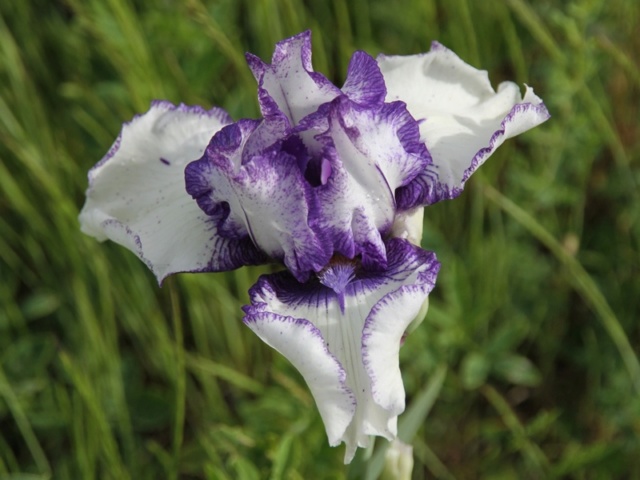 Iris 'Orinoco Flow' - Lilou [identification] Iris_p23