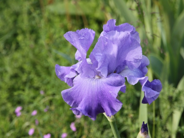 Iris 'Delta blues' - Schreiner [identification] Lilou Iris_p27