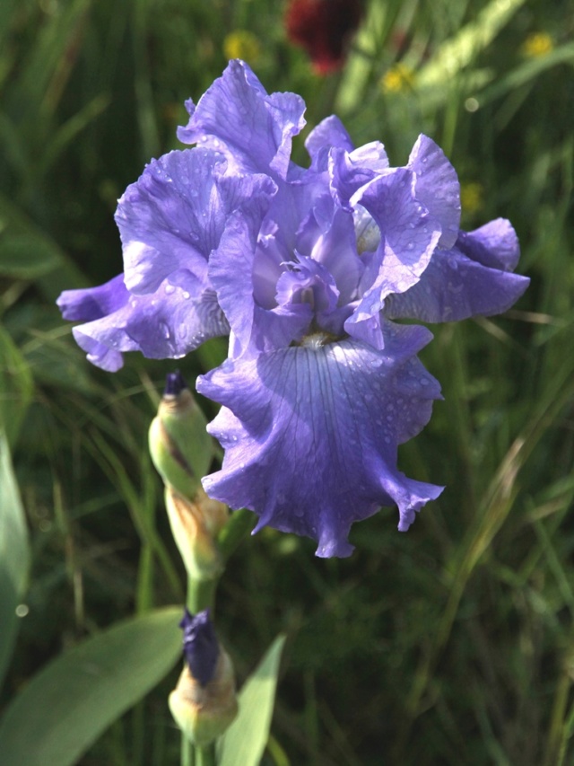 Iris 'Delta blues' - Schreiner [identification] Lilou Iris_p29