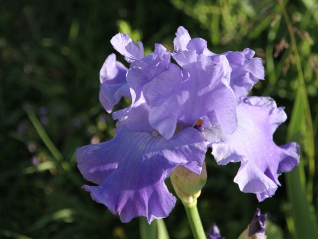 Iris 'Delta blues' - Schreiner [identification] Lilou Iris_p30