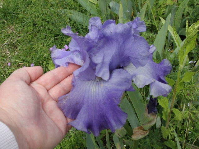 Iris 'Delta blues' - Schreiner [identification] Lilou Iris_p33