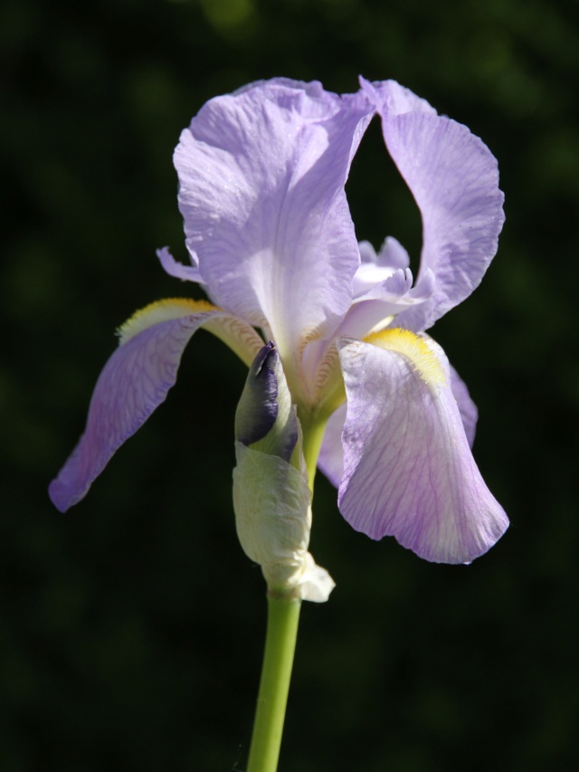 Iris pallida - groupe pallida - Page 3 Iris_p96