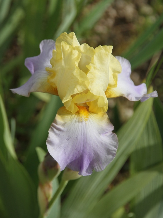Iris 'Betty Simon' [identification] de Coloris tendres Iris_s11