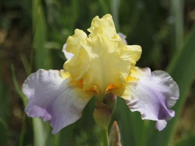 Iris 'Betty Simon' [identification] de Coloris tendres Iris_s13