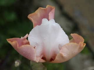 Iris 'Sugar Magnolia' - Schreiner 1998 Iris_s16