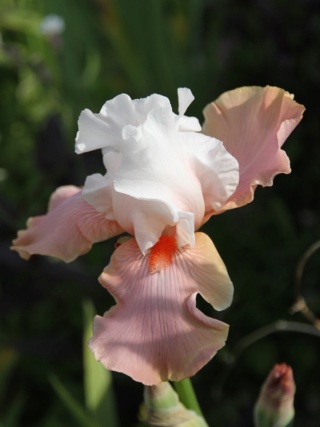 Iris 'Sugar Magnolia' - Schreiner 1998 Iris_s17