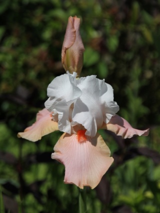 Iris 'Sugar Magnolia' - Schreiner 1998 Iris_s19
