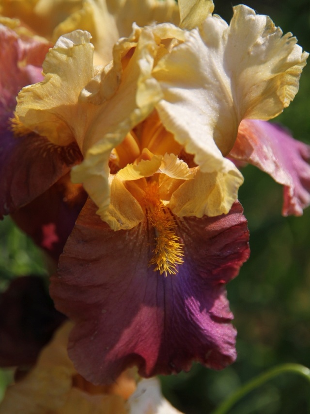 Iris 'Gala Madrid' et ' Megabucks' [Identification] de Lilou Iris_s43