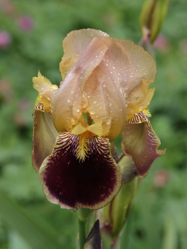 Iris variegata beige et violet - Flora et Lilou [identification en cours] - Page 3 Iris_s48