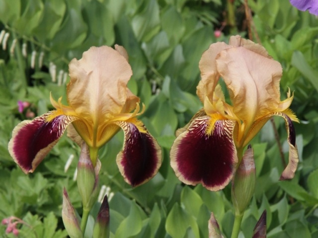 Iris variegata beige et violet - Flora et Lilou [identification en cours] - Page 3 Iris_s49