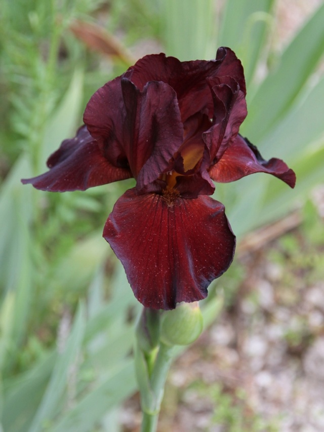 Iris rouge-bordeaux-grenat - Lilou [identification en cours] Iris_s53