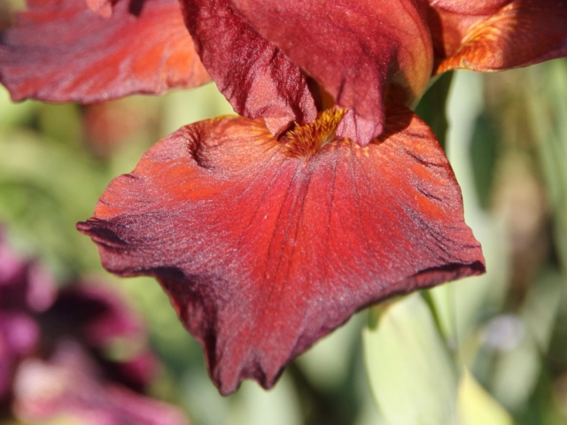 Iris rouge-bordeaux-grenat - Lilou [identification en cours] Iris_s68
