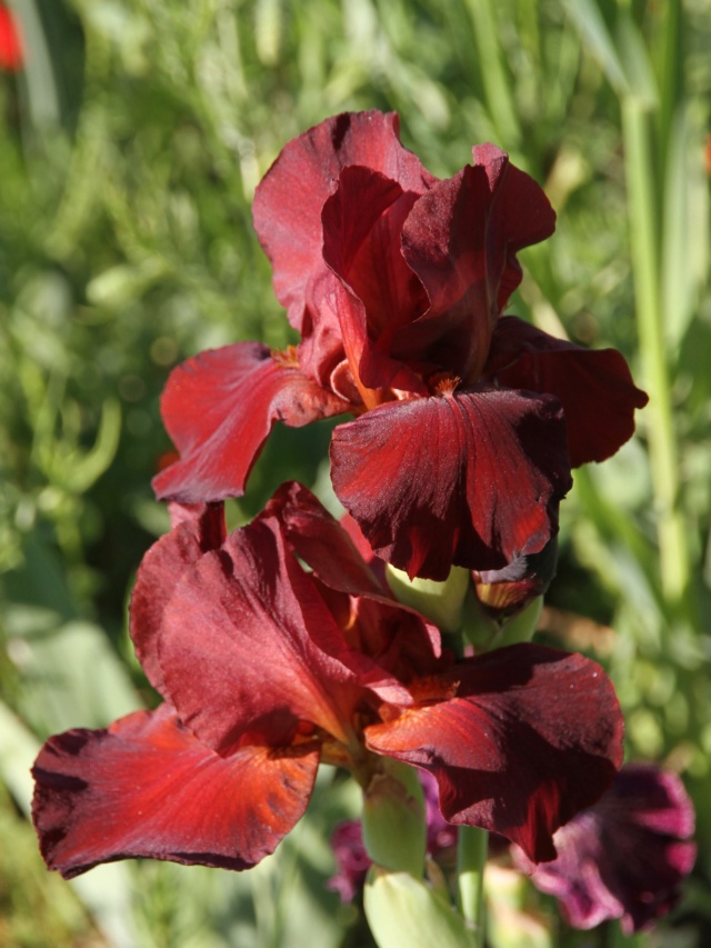 Iris rouge-bordeaux-grenat - Lilou [identification en cours] Iris_s69