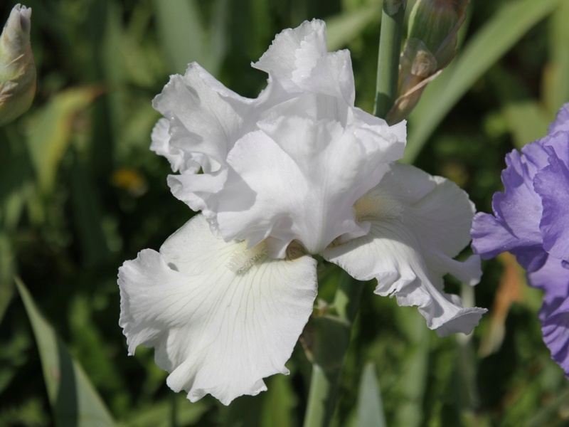 Iris ' Skating Party' - [Identification] blanc de Lilou  Iris_s94