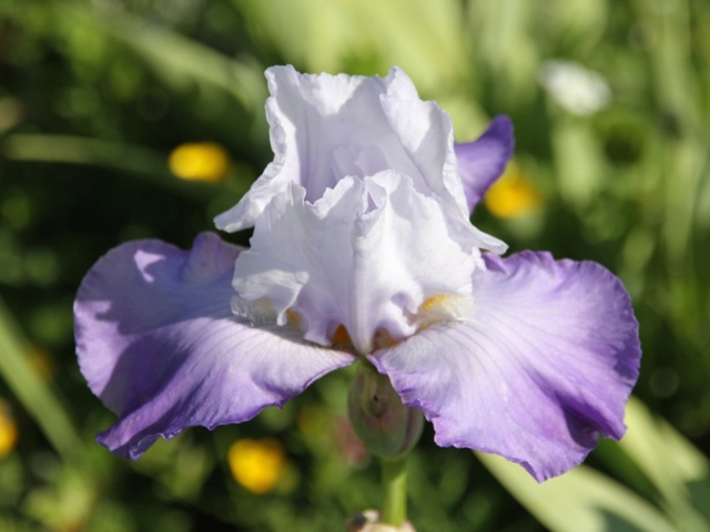 Iris amoena mauve - Lilou [identification en cours] Massif30