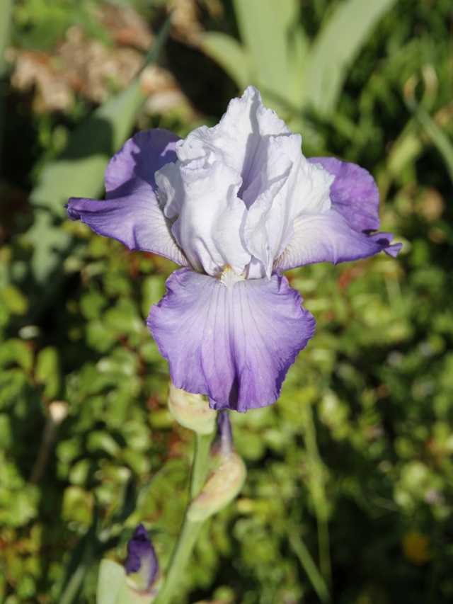 Iris amoena mauve - Lilou [identification en cours] Massif32