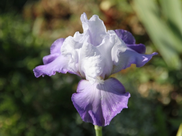 Iris amoena mauve - Lilou [identification en cours] Massif35