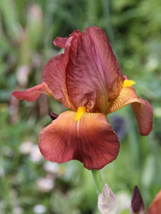 Iris' Prairie Sunset' - Lilou [identification] Massif38