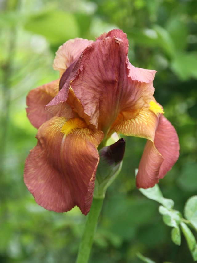 Iris' Prairie Sunset' - Lilou [identification] Massif39