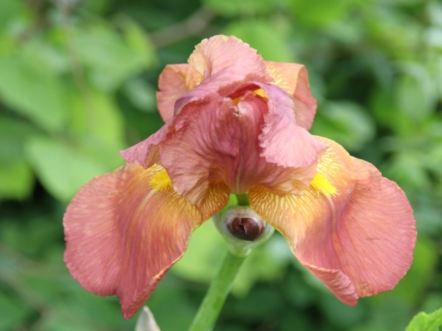 Iris' Prairie Sunset' - Lilou [identification] Massif41