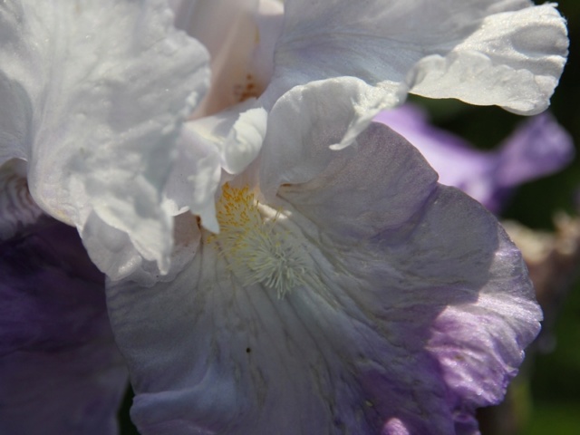 Iris amoena mauve - Lilou [identification en cours] Massif48