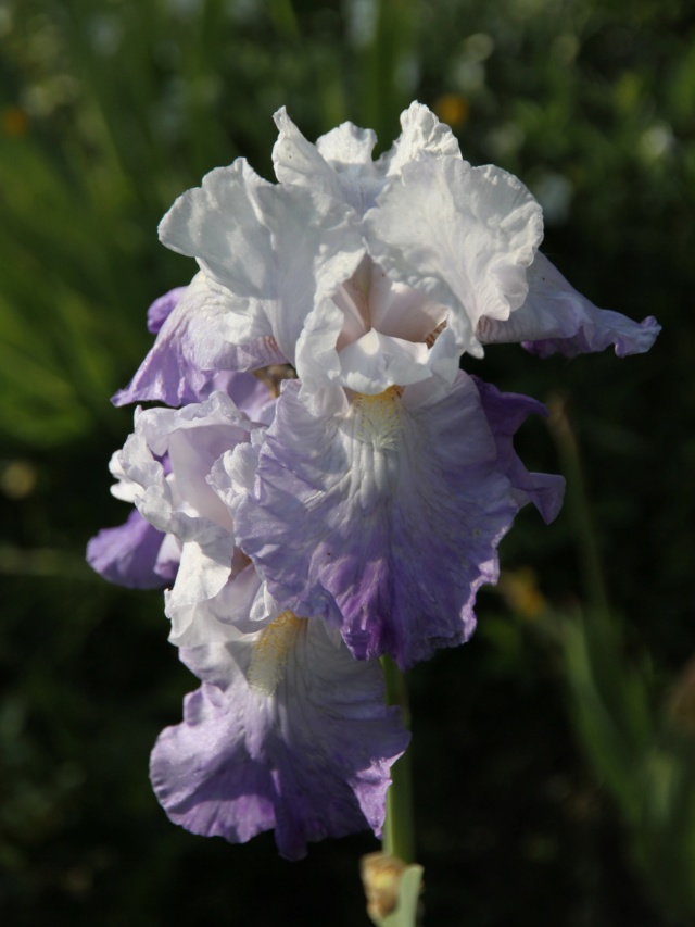 Iris amoena mauve - Lilou [identification en cours] Massif49