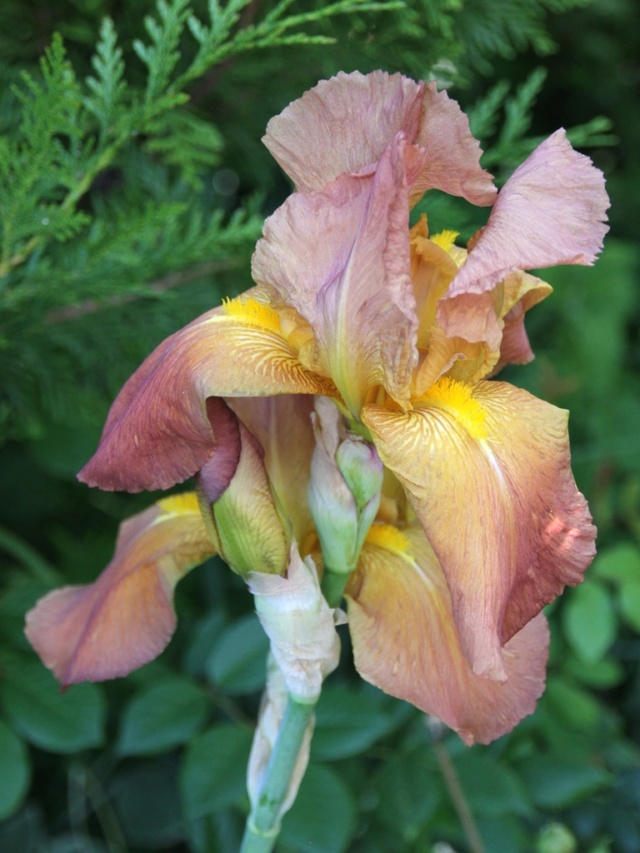 Iris' Prairie Sunset' - Lilou [identification] Massif52