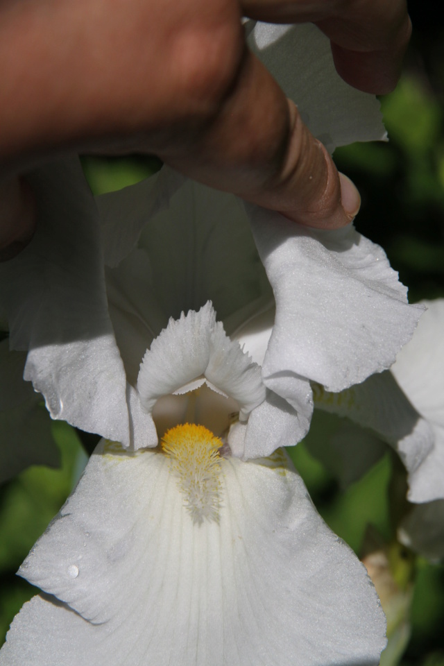 Iris blanc - Lilou [identification en cours] Massif65