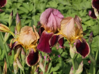Iris variegata beige et violet - Flora et Lilou [identification en cours] - Page 3 Massif79