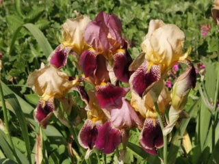 Iris variegata beige et violet - Flora et Lilou [identification en cours] - Page 3 Massif80