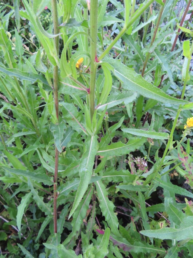 Picris hieracioides - [identification] Mauvai15