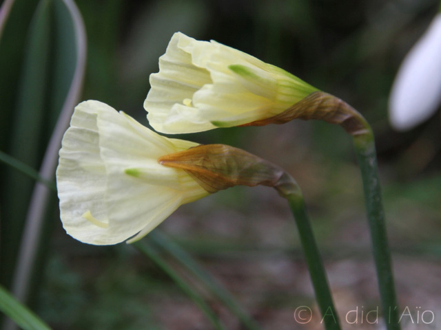 Précieuse verdure Narcis10