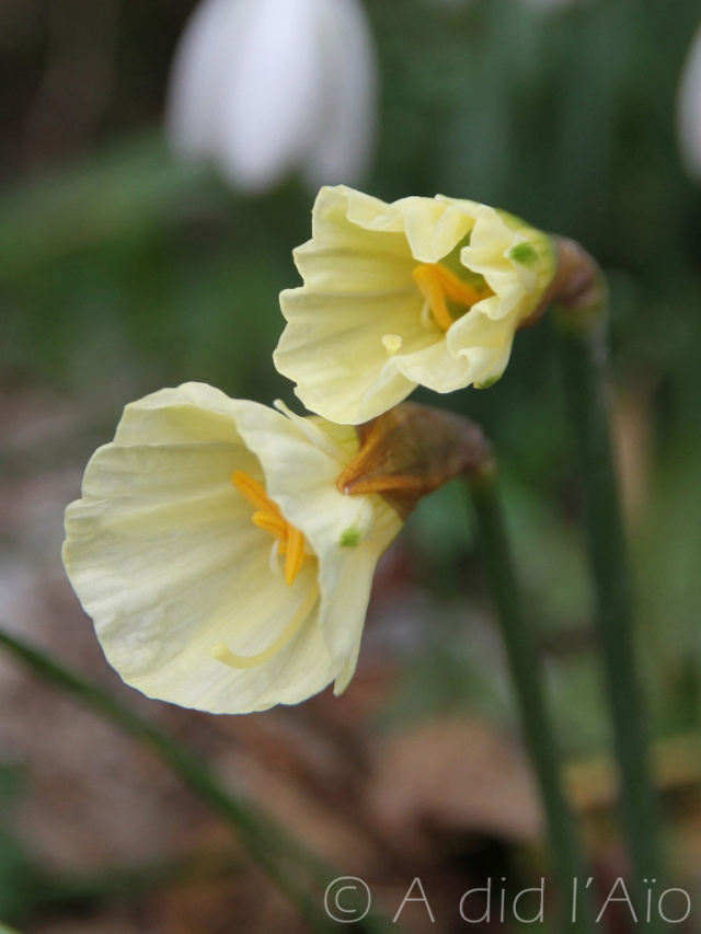 Précieuse verdure Narcis11
