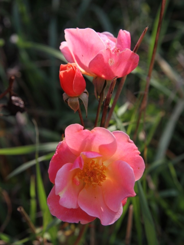 Feuilles dans le vent Rosier96