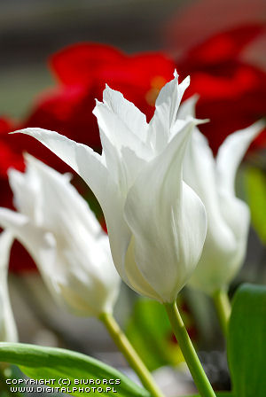 finalmente... Tulipa10
