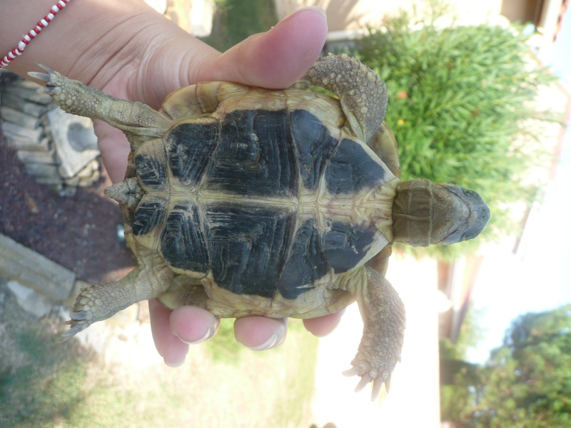 Ma petite tortue :) P1040911