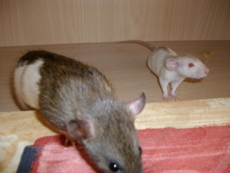 Mes nouvelles rattes Imgp1914