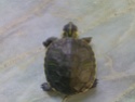 ma tortue ne mange pas et dort tout le temps... Photos13