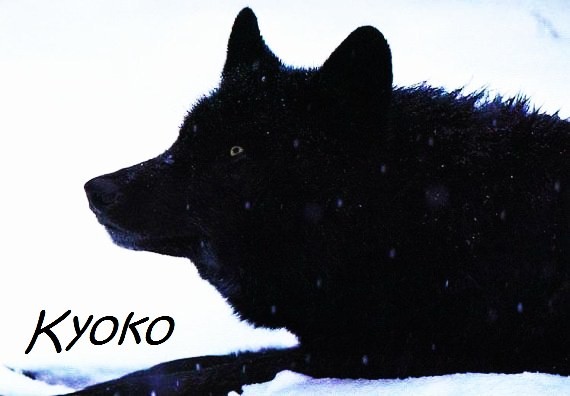 Kyoko la louve solitaire A20le214