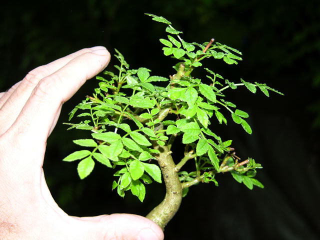 Mame common ash (Fraxinus Excelsior) Fraxma12