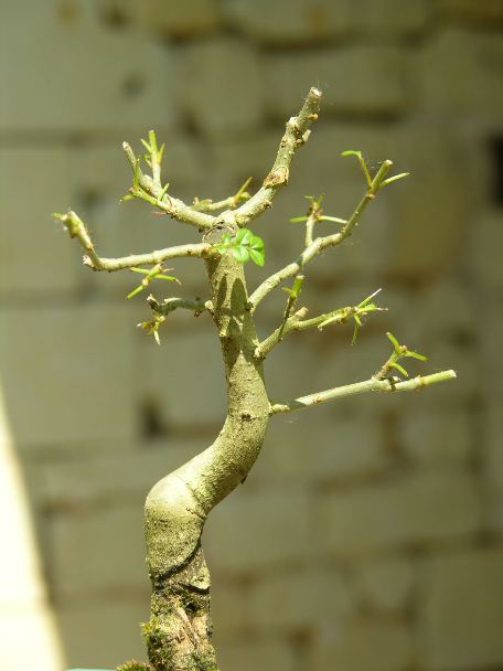 Mame common ash (Fraxinus Excelsior) Ibcfra14
