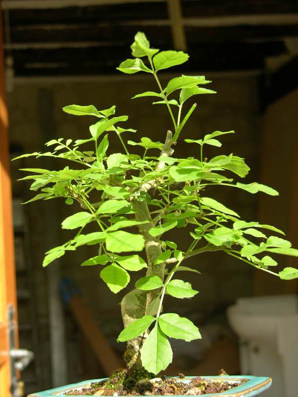 Mame common ash (Fraxinus Excelsior) Ibcfra18