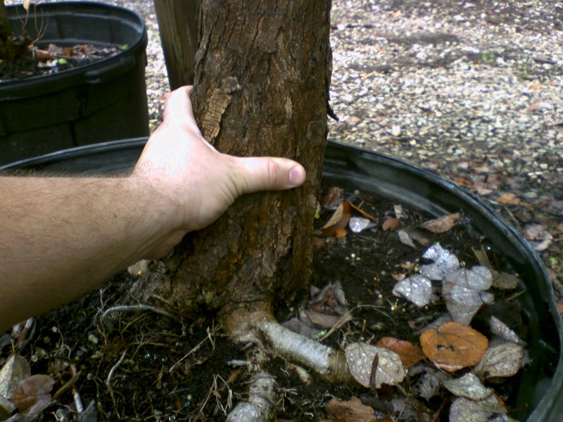 Katsura tree 09180911