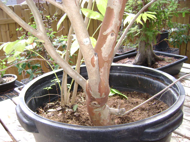 crape myrtle  Lagerstroemia indica Dsc01911